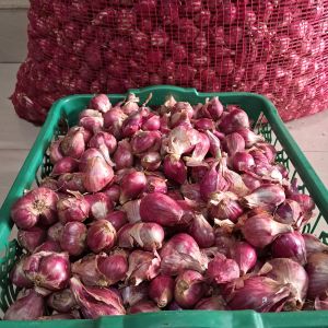 Bawang Merah - Brebes 1/2 Kg